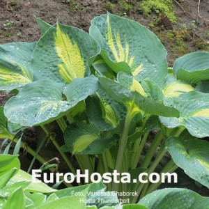 Hosta Thunderbolt