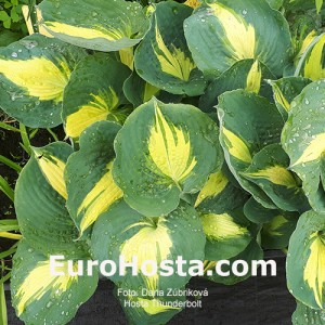 Hosta Thunderbolt