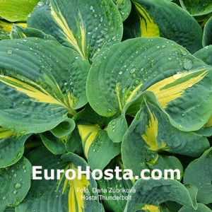 Hosta Thunderbolt