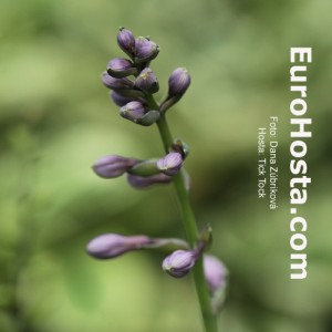 Hosta Tick Tock - Eurohosta