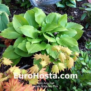 hosta Tickle me Pink