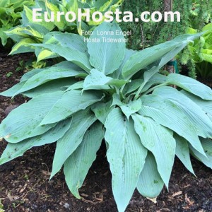 Hosta Tidewater