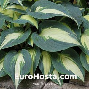 Hosta Timeless Beauty - Eurohosta