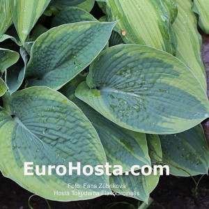 Hosta Tokudama Flavocircinalis - Eurohosta