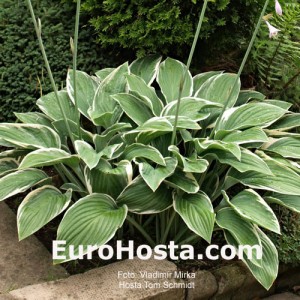 Hosta Tom Schmid - Eurohosta