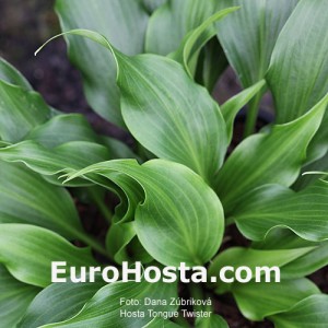 Hosta Tongue Twister - Eurohosta