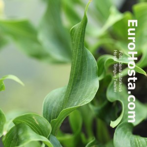 Hosta Tongue Twister - Eurohosta