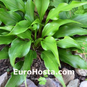 Hosta Tongue Twister - Eurohosta