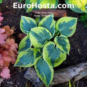 Hosta Tootie Mae