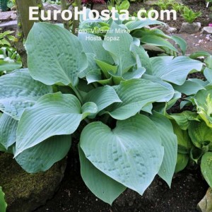 Hosta Topaz