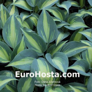 Hosta Touch of Class - Eurohosta