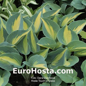 Hosta Touch of Class