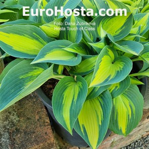 Hosta Touch of Class