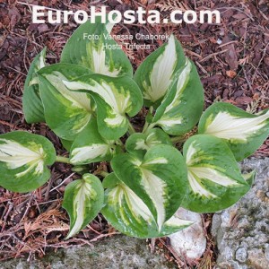 Hosta Trifecta - Eurohosta