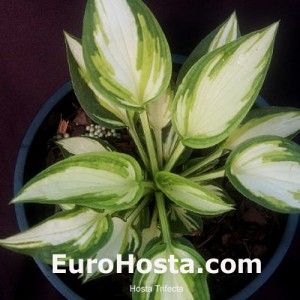 Hosta Trifecta - Eurohosta