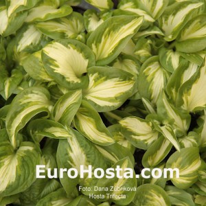 Hosta Trifecta - Eurohosta