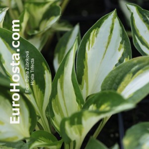 Hosta Trifecta - Eurohosta