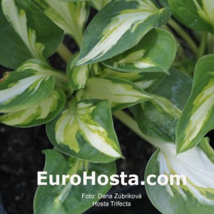 Hosta Trifecta - Eurohosta