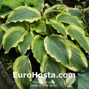 Hosta Tropical Dancer - Eurohosta