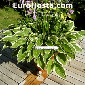 Hosta Tsugaru Komachi Fukurin