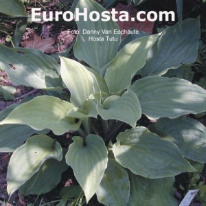 Hosta Tutu