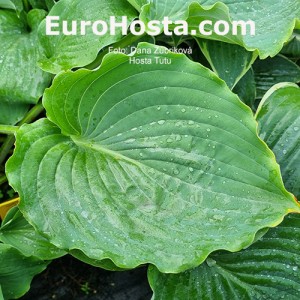 Hosta Tutu