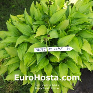 Hosta Twist of Lime