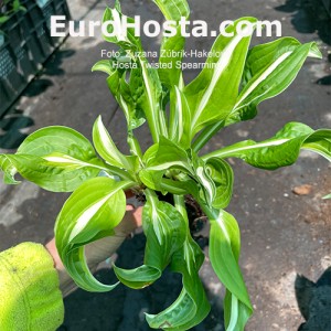 Hosta Twisted Spearmint