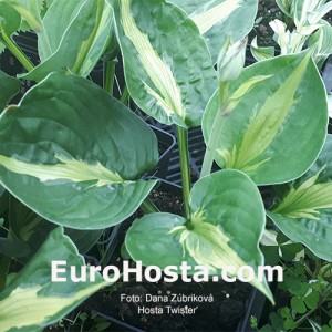 hosta Twister