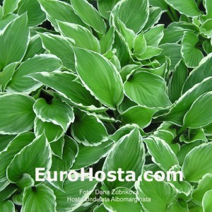 Hosta Undulata Albomarginata - Eurohosta