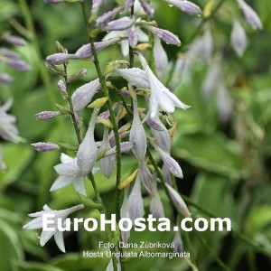 Hosta Undulata Albomarginata - Eurohosta