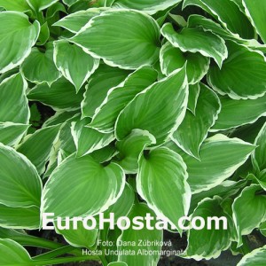 Hosta Undulata Albomarginata - Eurohosta