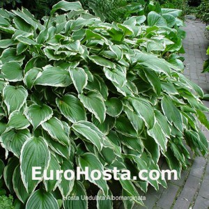 Hosta Undulata Albomarginata - Eurohosta