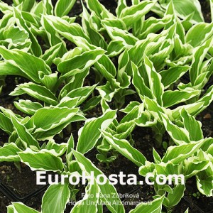 Hosta Undulata Albomarginata - Eurohosta