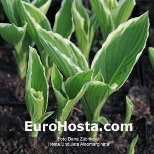 Hosta Undulata Albomarginata - Eurohosta