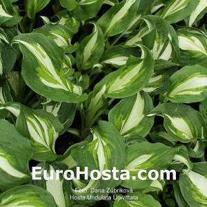 Hosta Undulata Univittata - Eurohosta