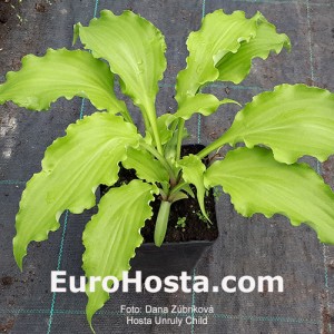 Hosta Unruly Child