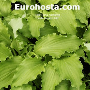 Hosta Unruly Child