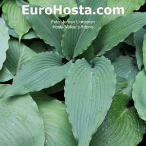 Hosta Valley`s Adonis