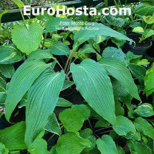 Hosta Valley`s Adonis