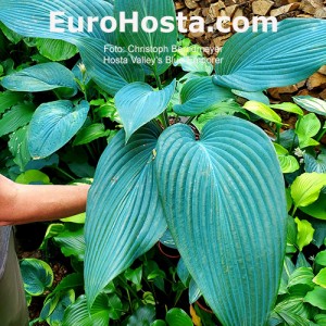 Hosta Valley´s Blue Emperor 