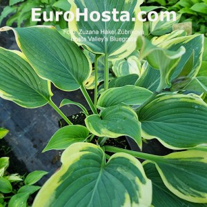 Hosta Valley's Bluegrass