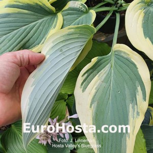 Hosta Valley's Bluegrass