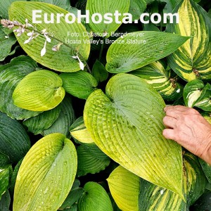 Hosta Valley's Bronze Stature