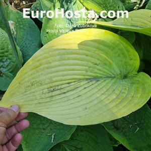 Hosta Valley's Bronze Stature