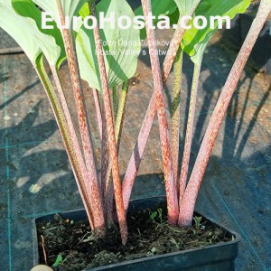 Hosta Valley’s Catwalk