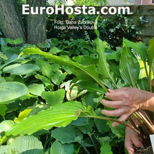 Hosta Valley's Double