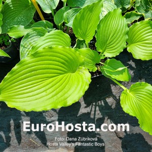 Hosta Valley's Fantastic boys