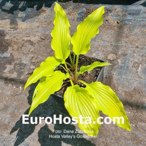 Hosta Valley's Goldstriker