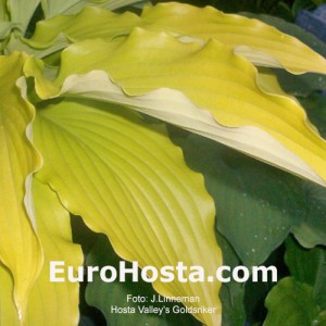 Hosta Valley's Goldstriker